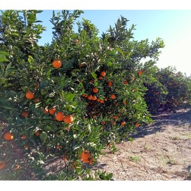 Naranjas (salustianas)