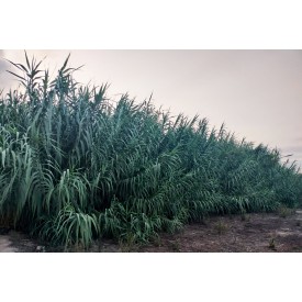 PACK AHORRO cañas fagot para estudiantes