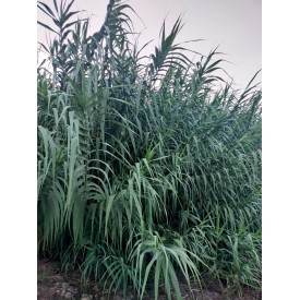 PACK AHORRO cañas fagot para estudiantes