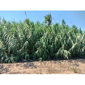 Tres cañas para oboe