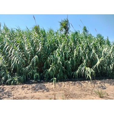 Caña oboe profesional ARUNVAL