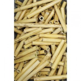 Arundo donax en tubos