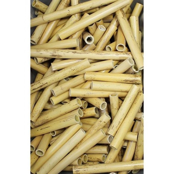 Arundo donax en tubos