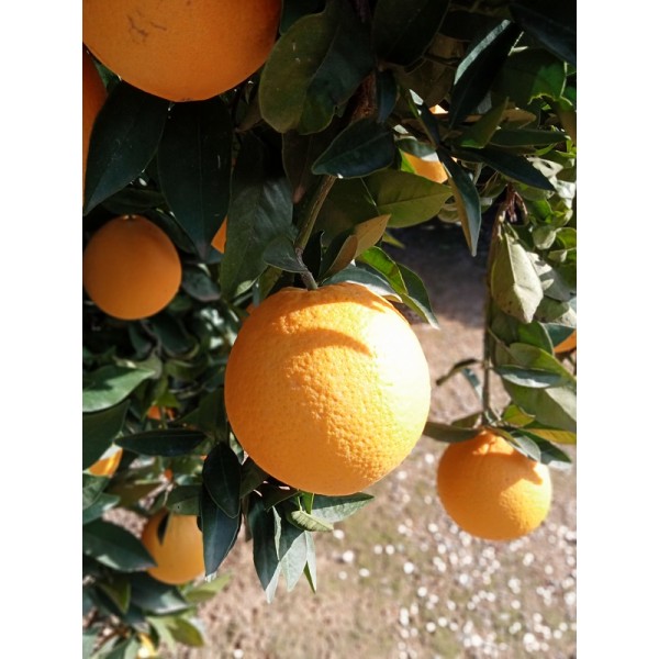 Naranjas (navelinas)