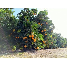 Naranjas (navelinas)