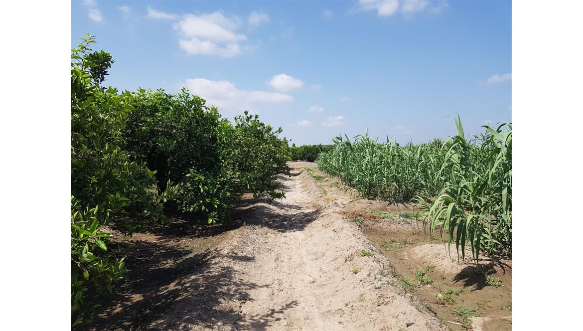 Cultivando naranjas, solo para nuestros clientes