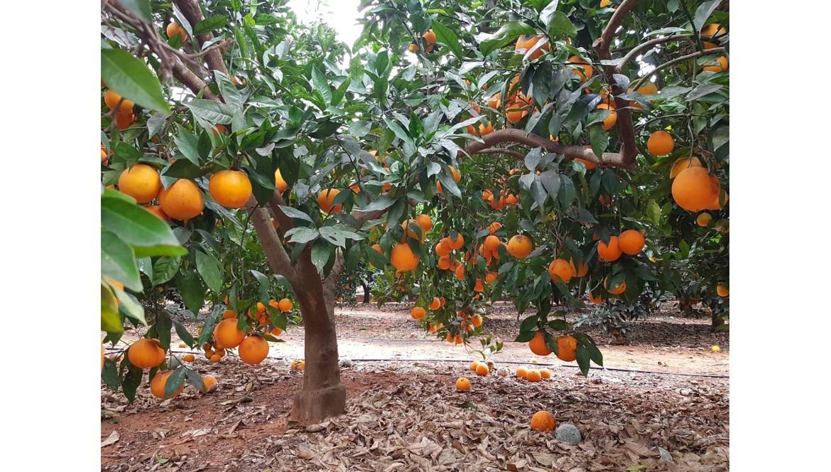 Empezamos a enviar naranjas navelinas directas del árbol solo a clientes de ZASMUSIC