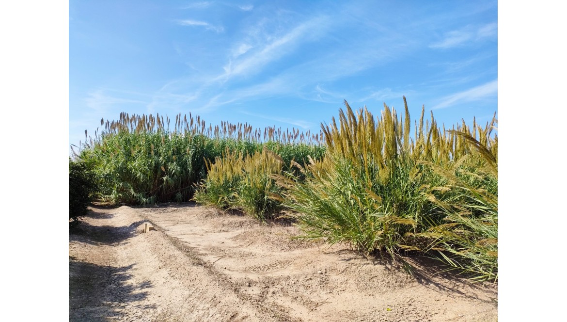 Colaboración entre la Generalitat Valenciana y Zasmusic 