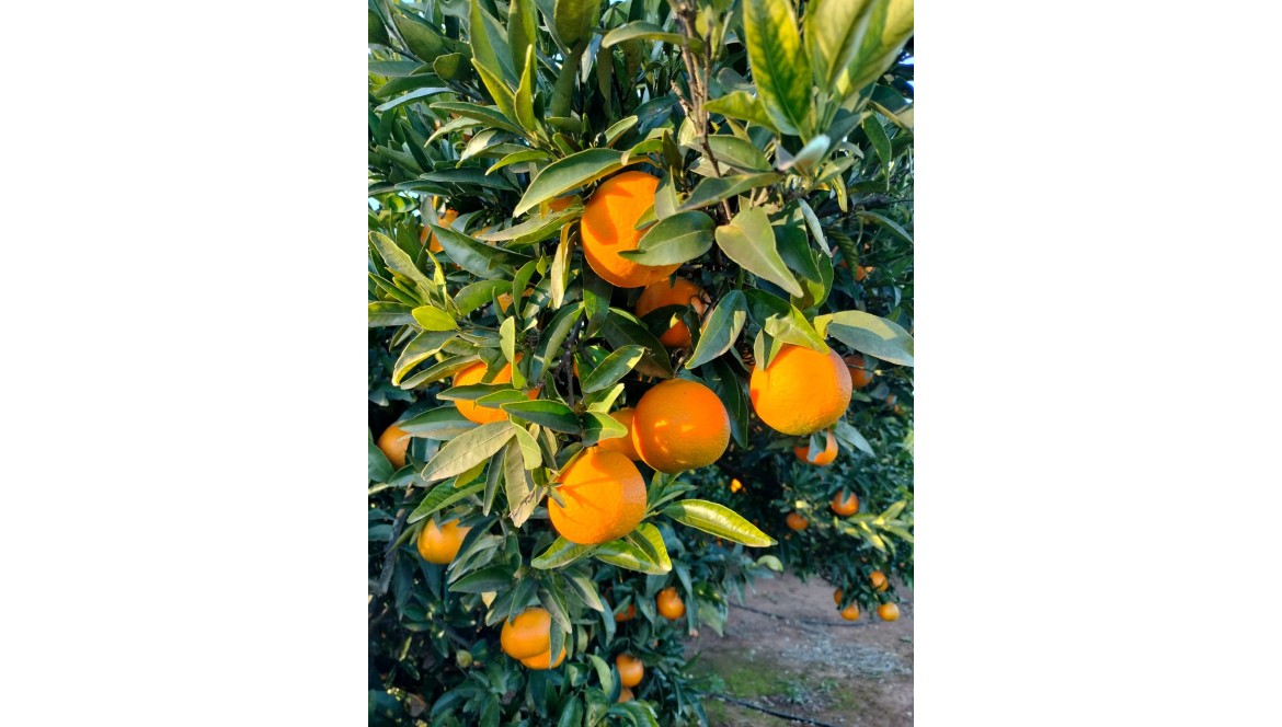 5 años sirviendo a nuestros clientes, naranjas directas del árbol